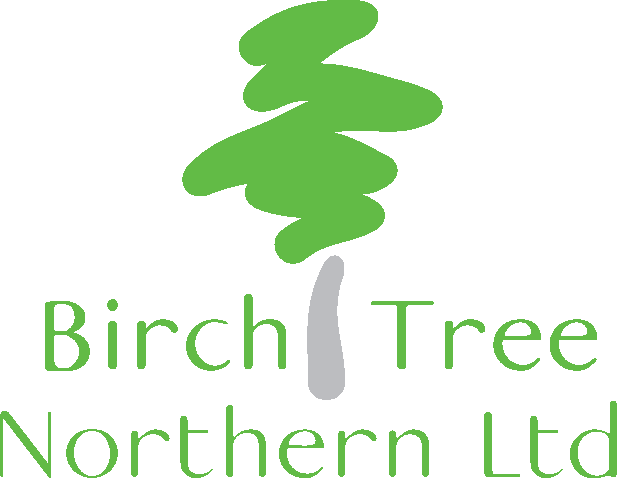 Birch Tree Northern